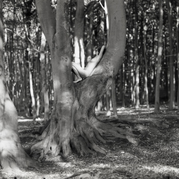 A. Hecht