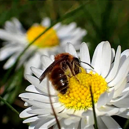 H. Kautzsch