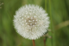 K. Dalichow