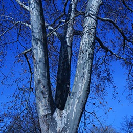 H. Becker
