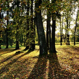 A. Hirt