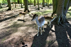 ZOO