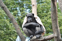 ZOO