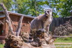 ZOO