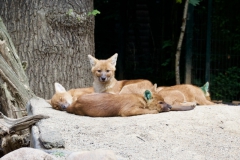 ZOO
