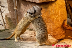 ZOO