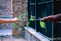 ZOO
