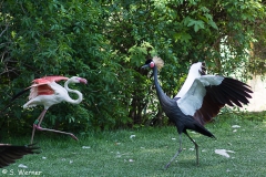 ZOO