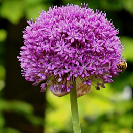 H. Kautzsch