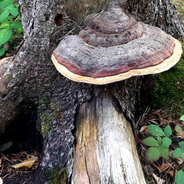 K. Dalichow