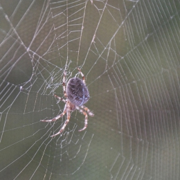 F. Kratel