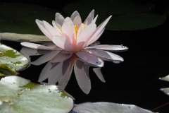 Spiegelung
